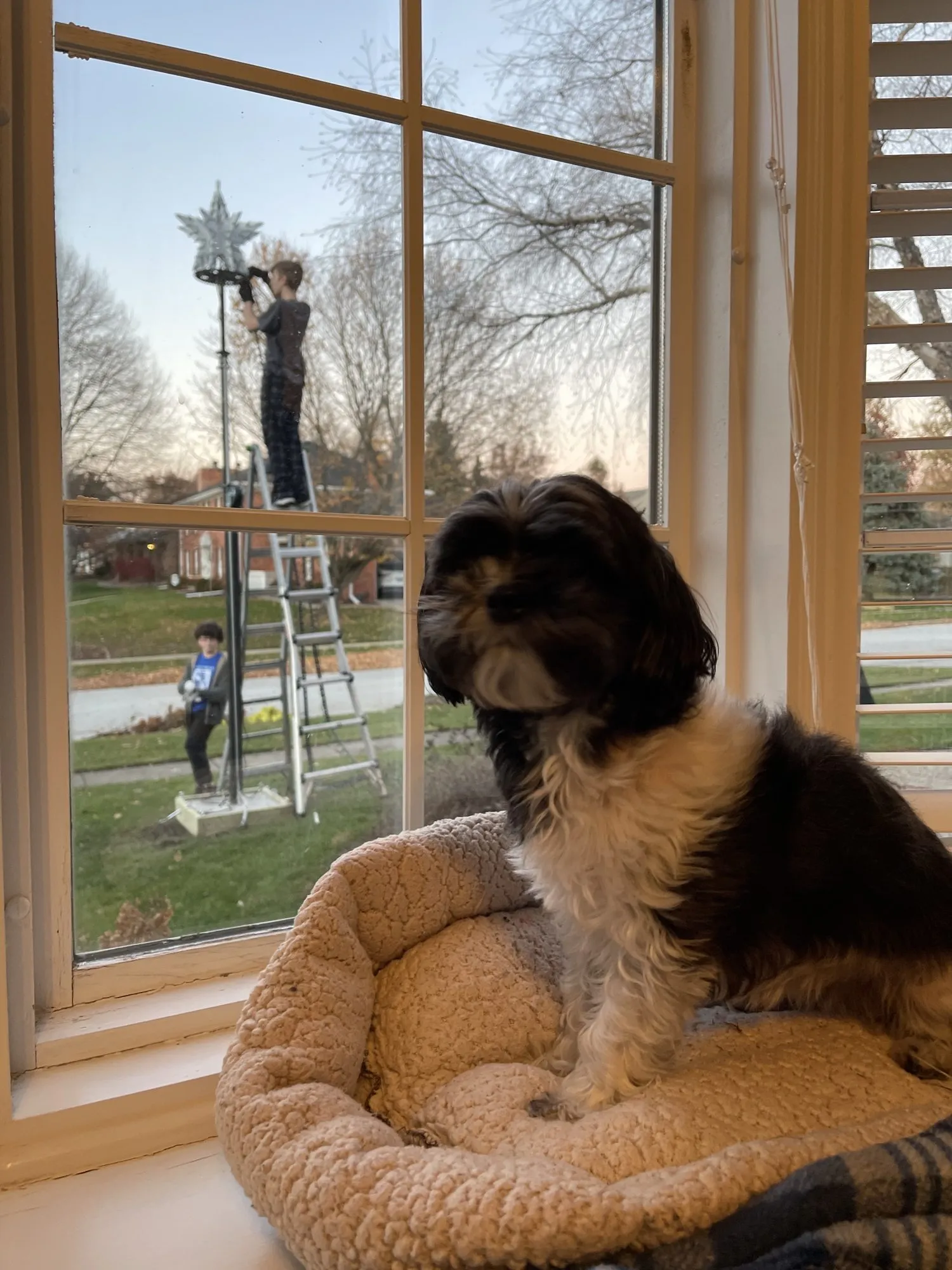 Millie Vanilli McPuppins, Esquire, approves, 2021