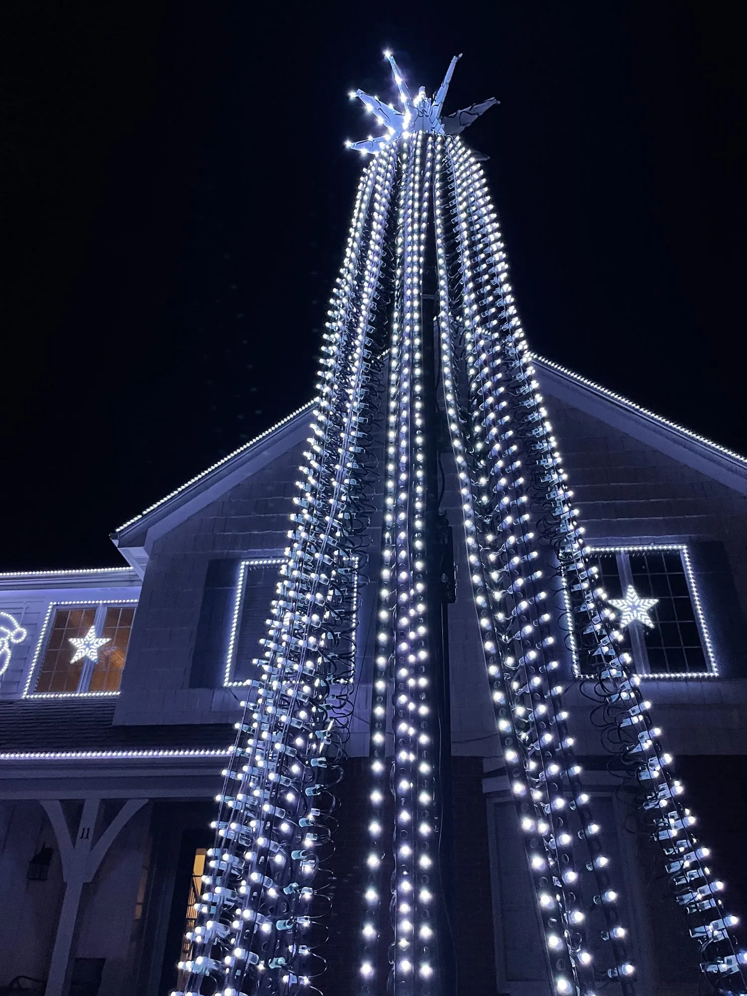 Under the mega tree, 2021